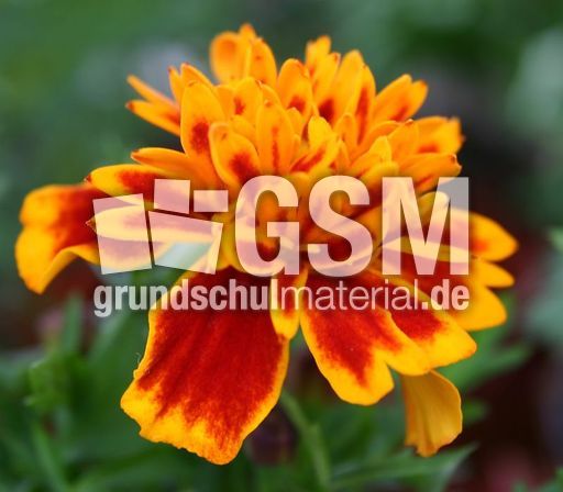 Tagetes-1.jpg